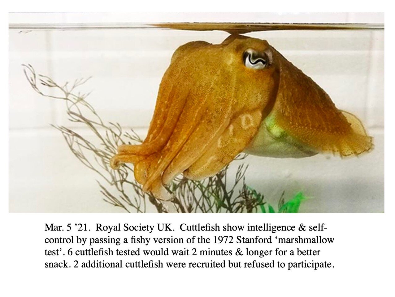 Love your cuttlefish