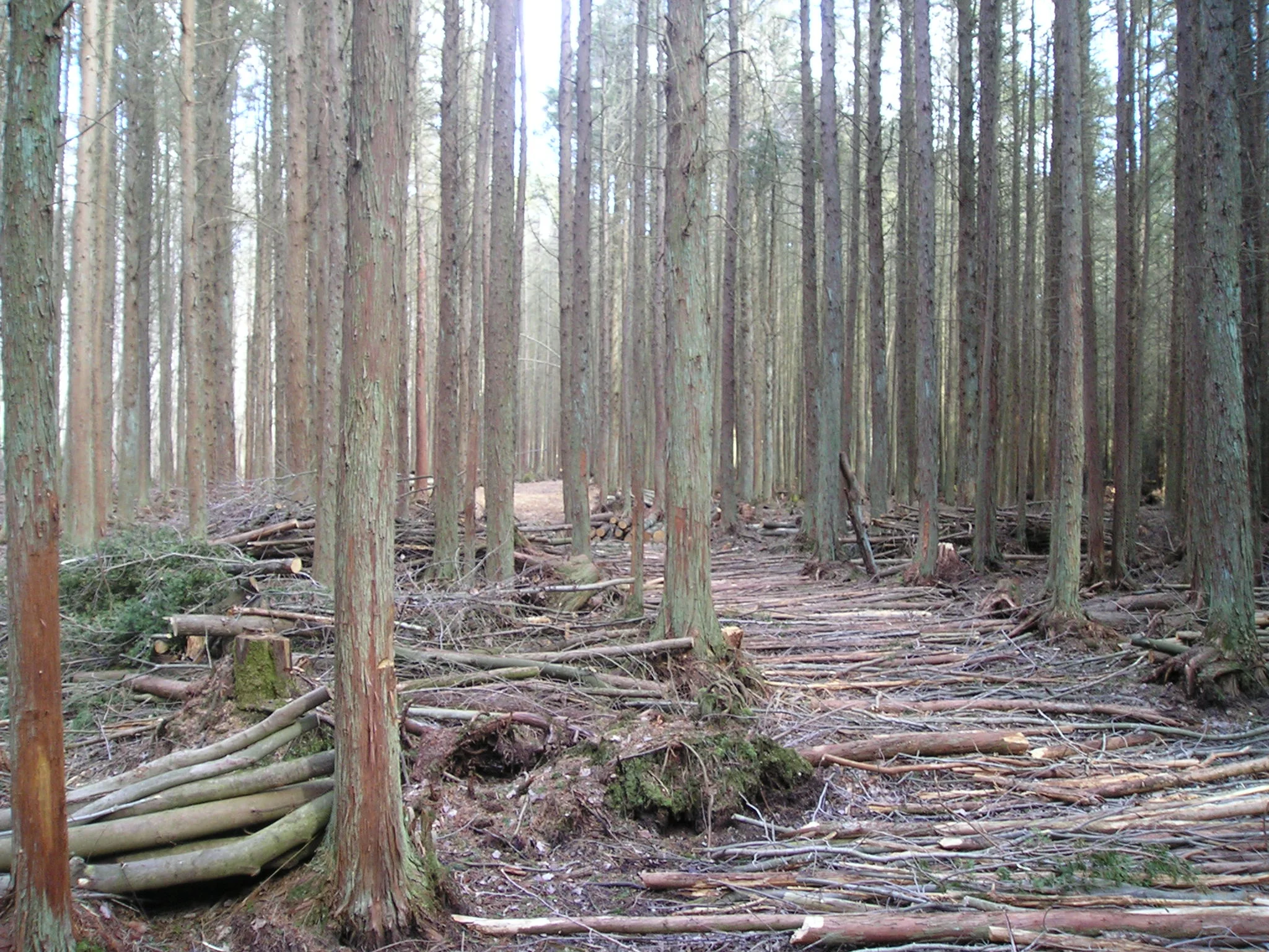 cedar thinning 3-06 monroe twp 010.jpg