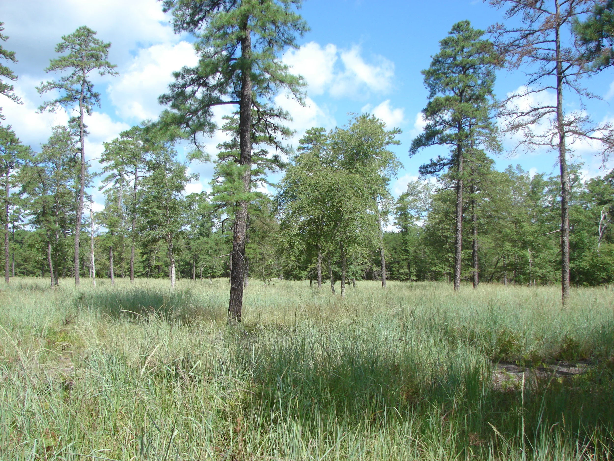lenape savanna 042.jpg