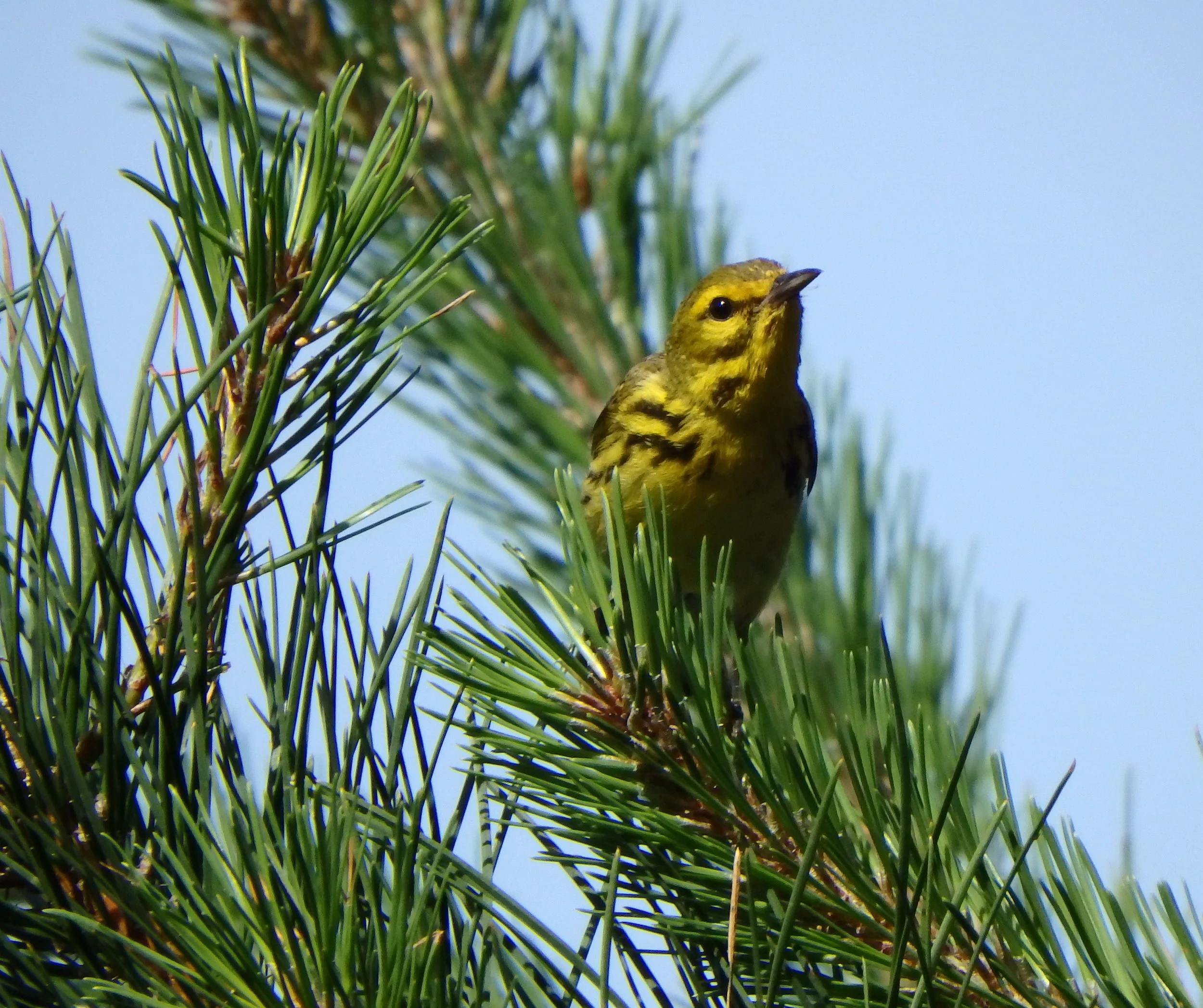 Prairie warbler PARKE).jpg