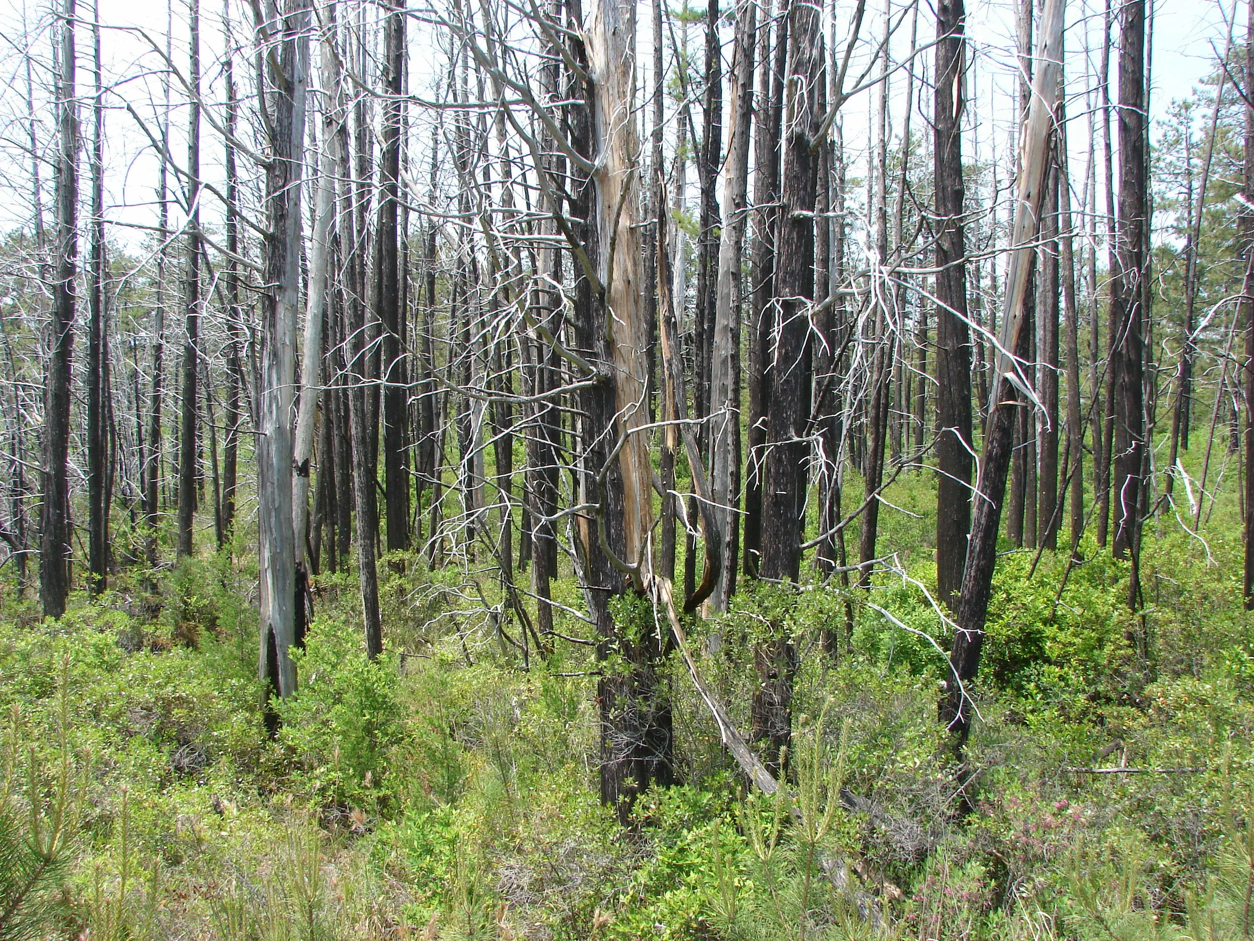 burnt cedar - from96fire -- 2007 002.jpg