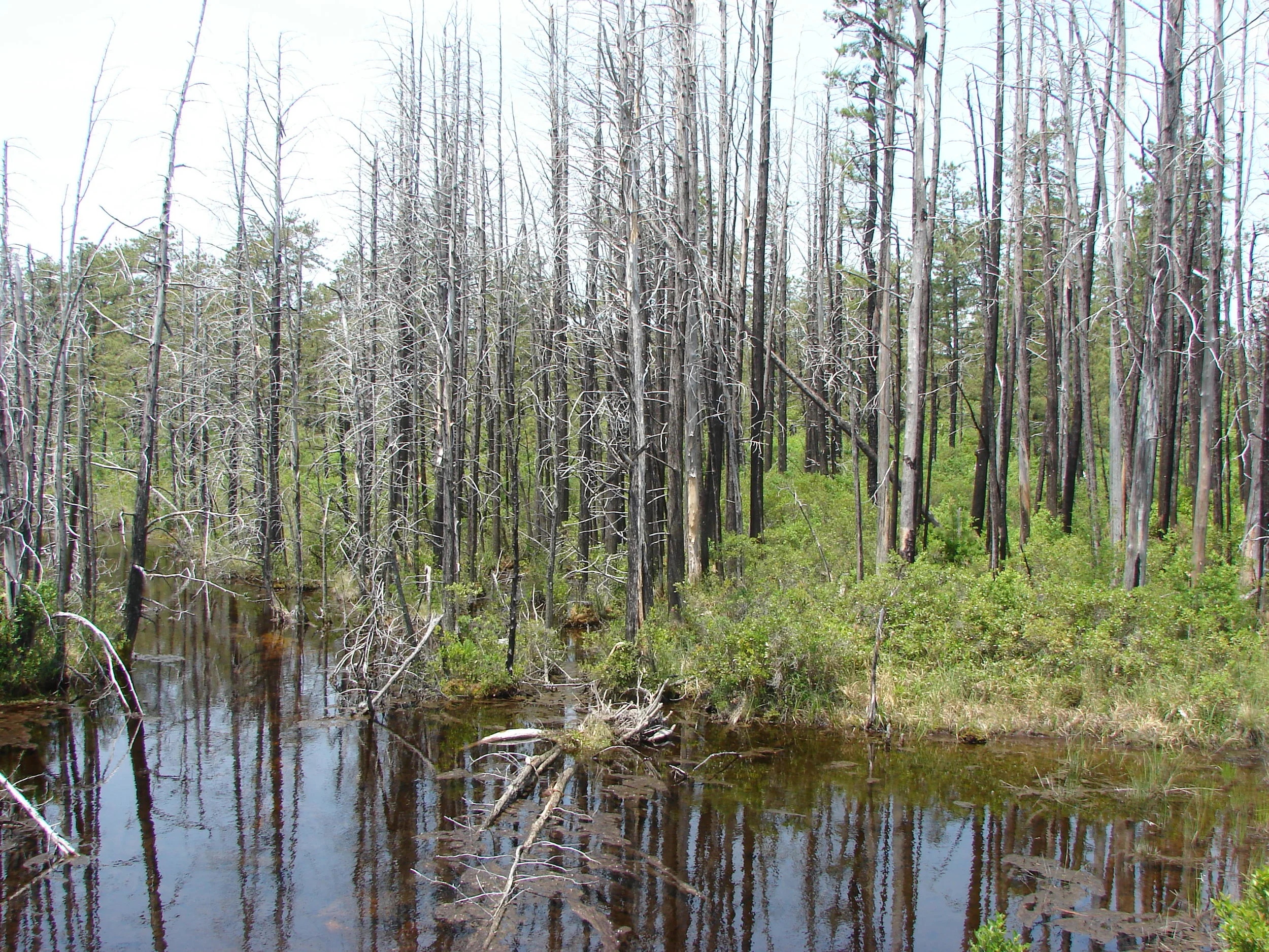 burnt cedar - from96fire -- 2007 004.jpg