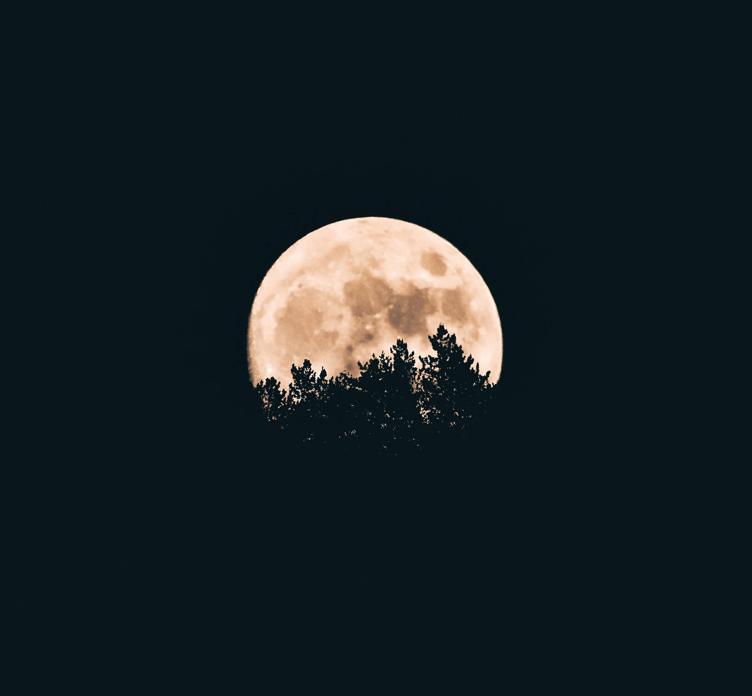 April 18, 19, &amp; 20 Full Moon - Forest Bathing