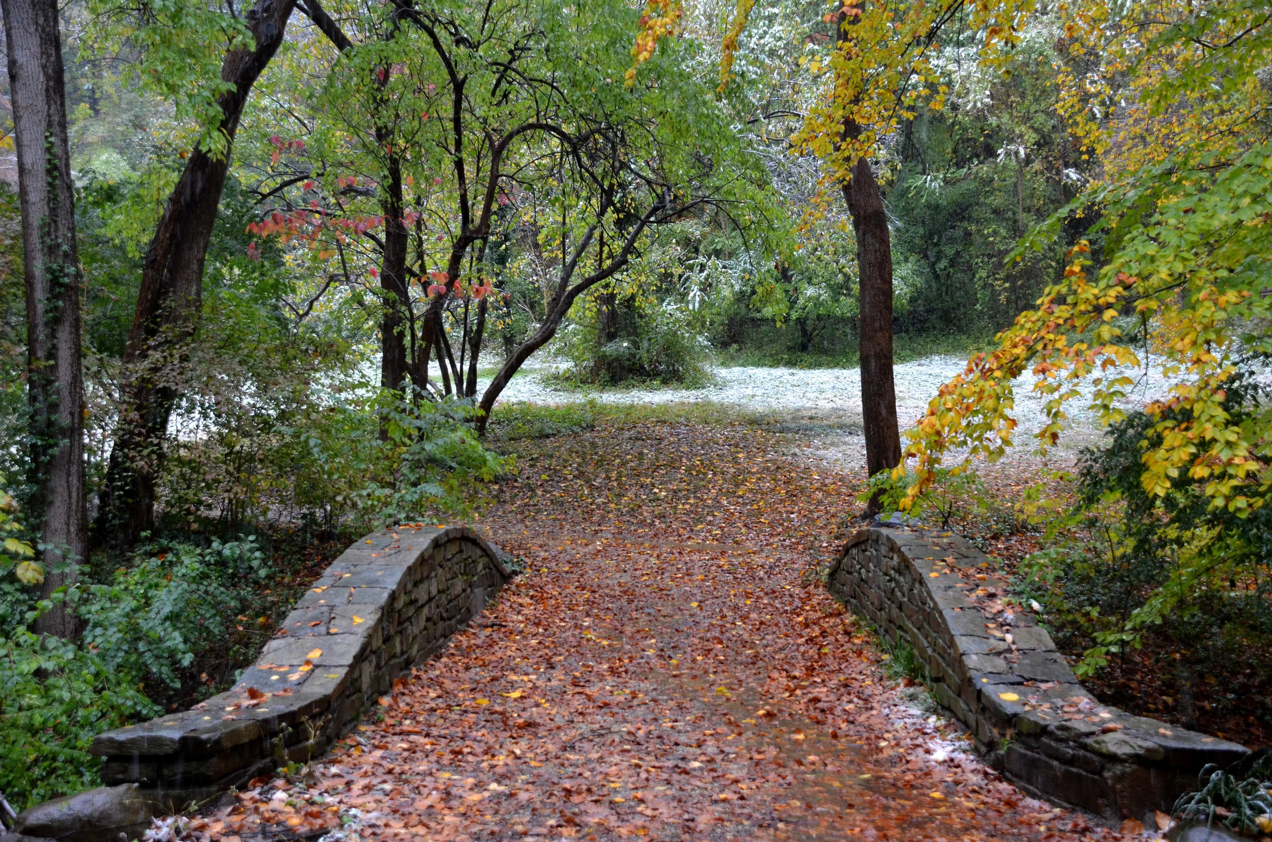 Autumn Gold Forest Bathing 