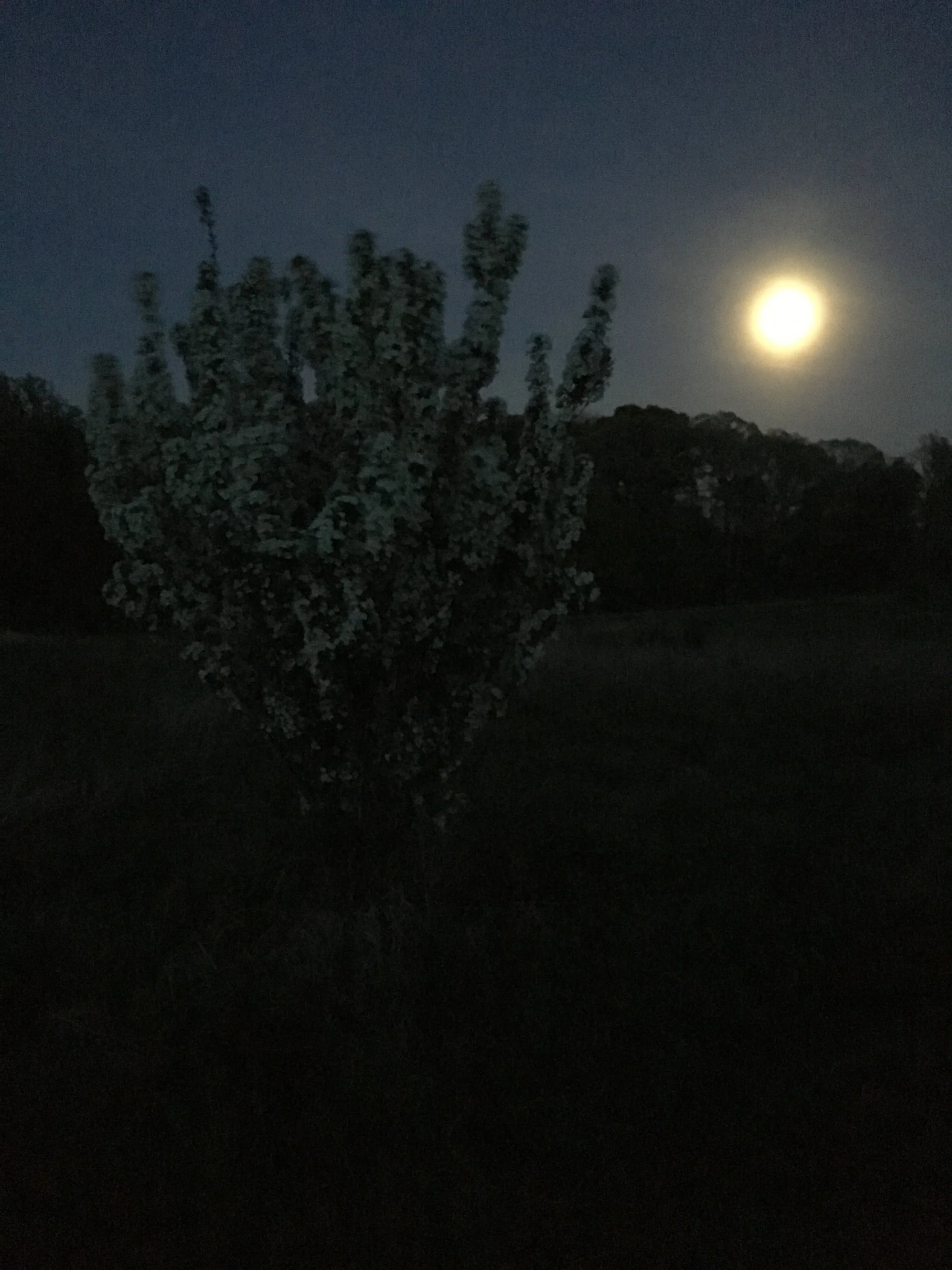 Beaver Full Moon Forest Bathing 