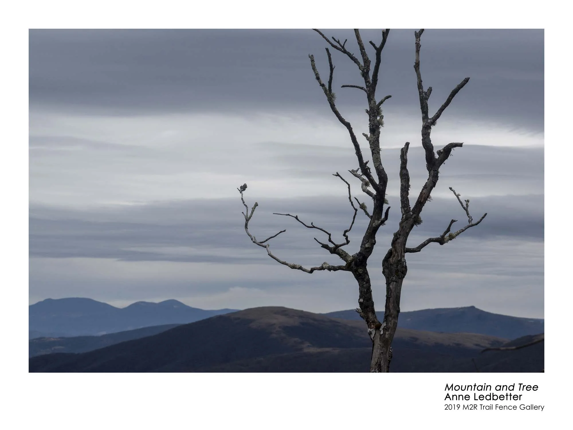 Anne_Ledbetter_MountainAndTree - Anne Ledbetter.jpg