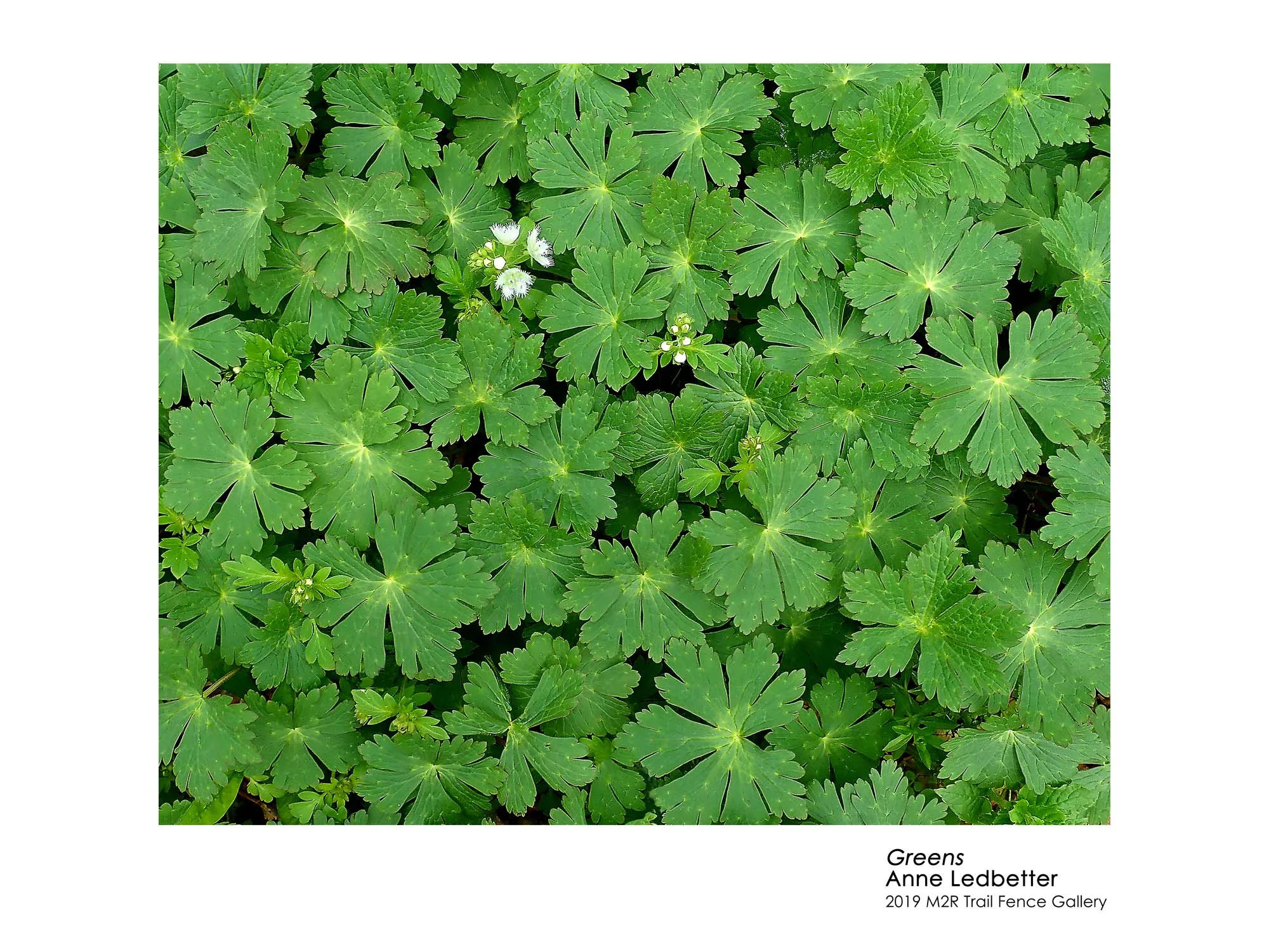 Anne_Ledbetter_Greens - Anne Ledbetter.jpg