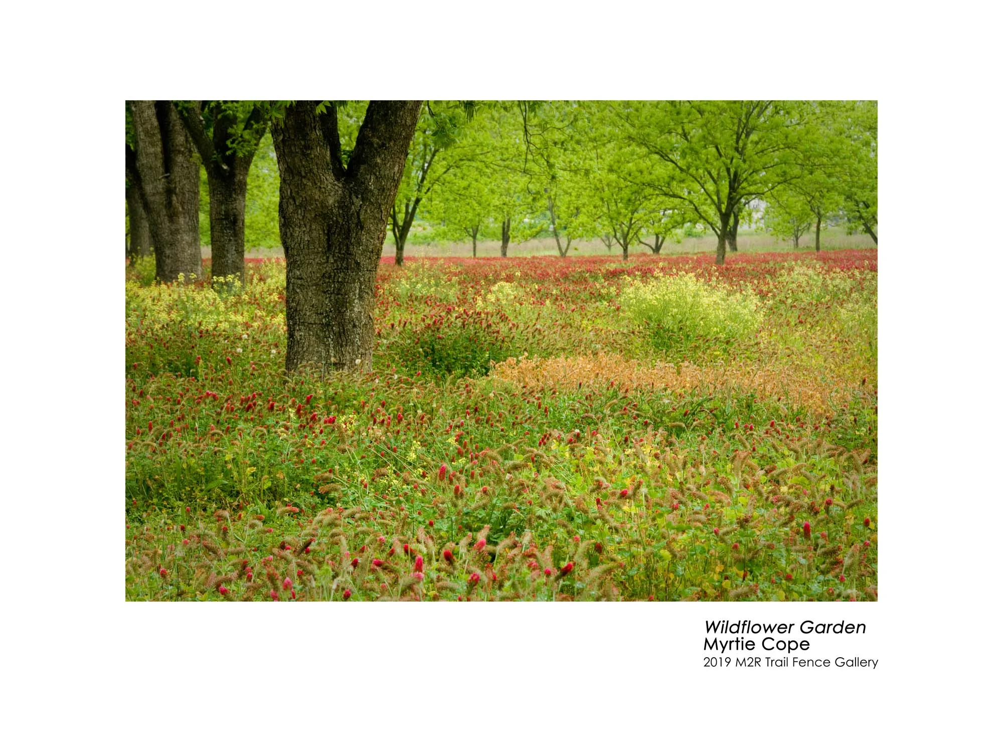 Myrtie_Cope_Wildflower Garden - Myrtie Cope.jpg