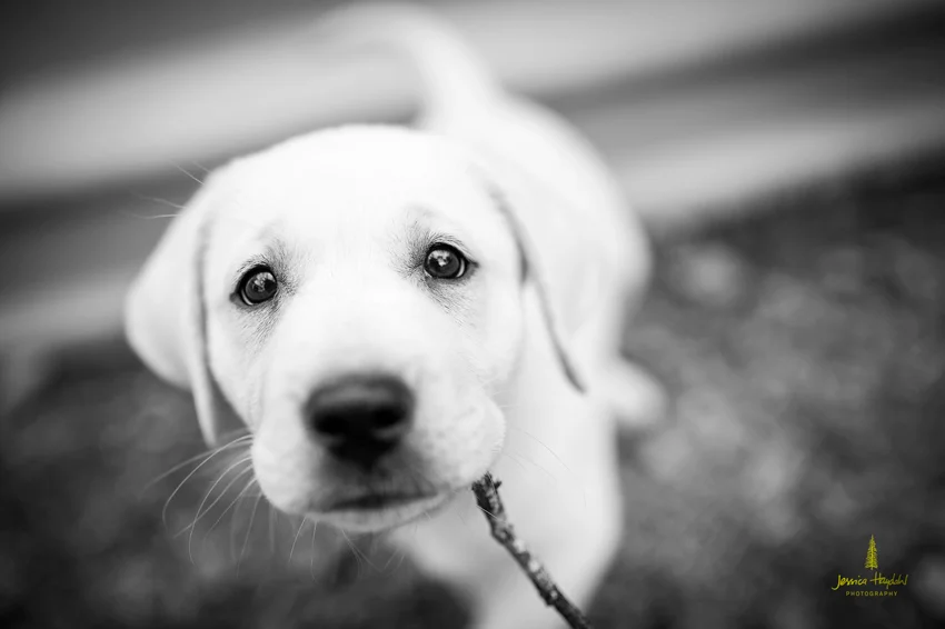 meeker_2015_1web