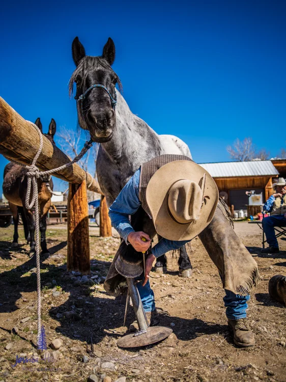 salmon_idaho_shoeing_2015_15