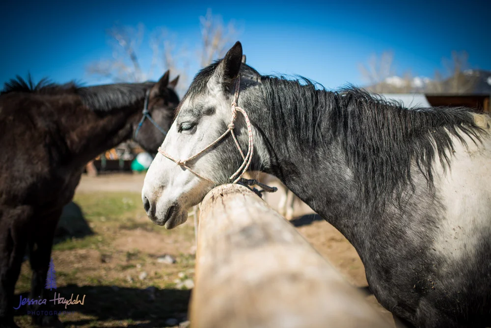 salmon_idaho_shoeing_2015_40
