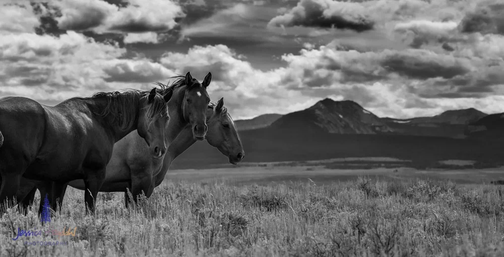 wisdom_montana_july17_2015_14