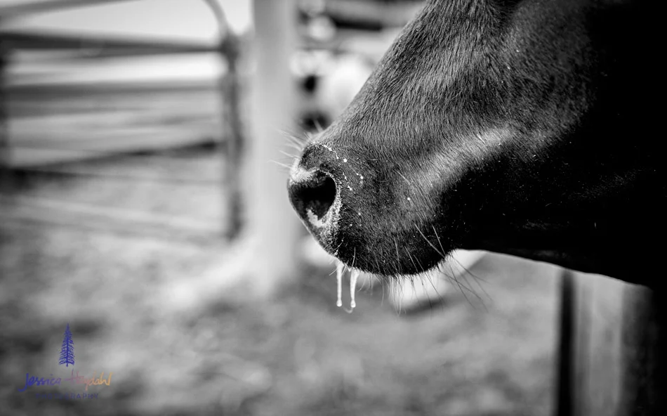 ranch_life_26