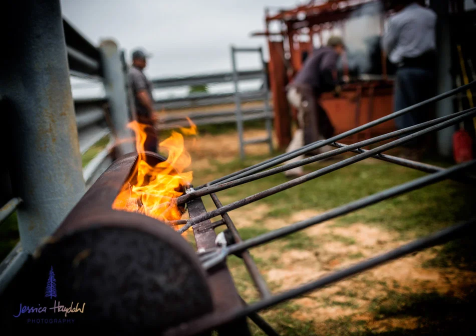 ranch_life_37
