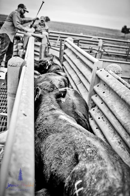 ranch_life_44