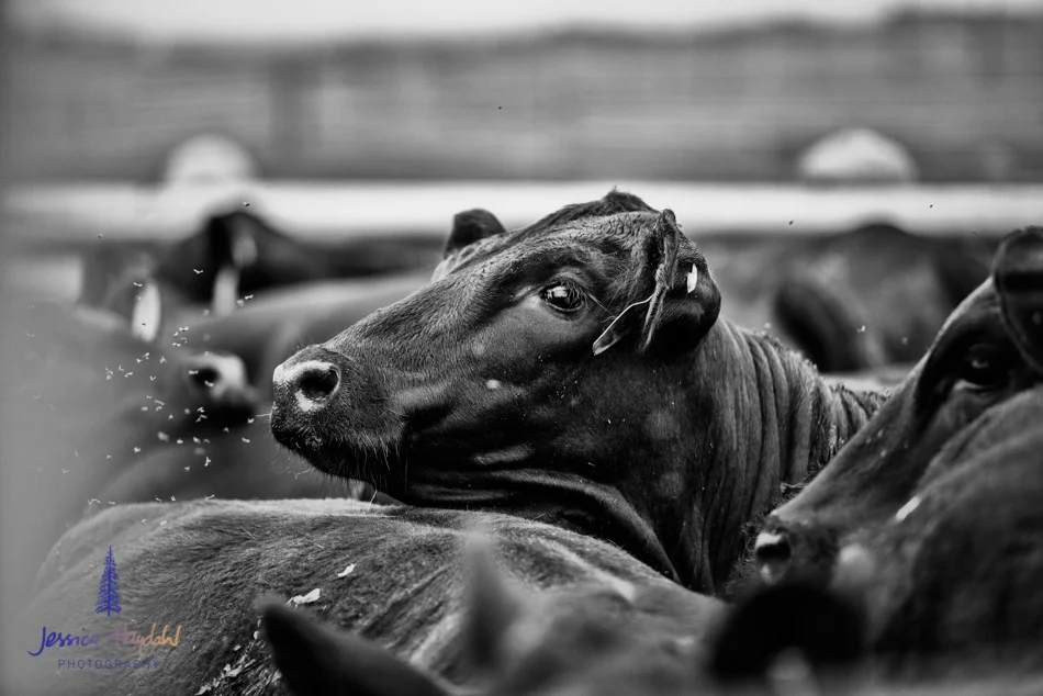 ranch_life_45