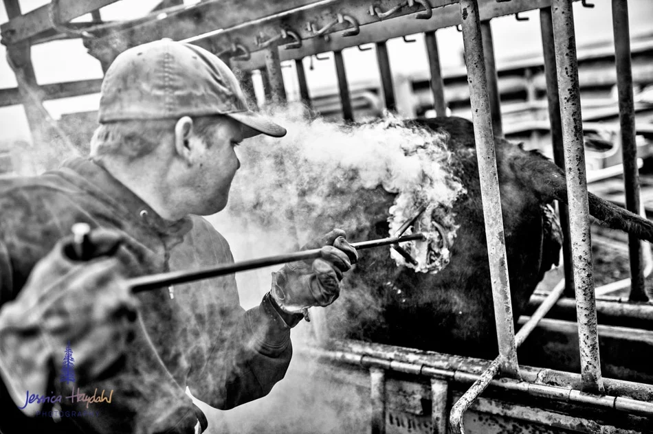 ranch_life_46