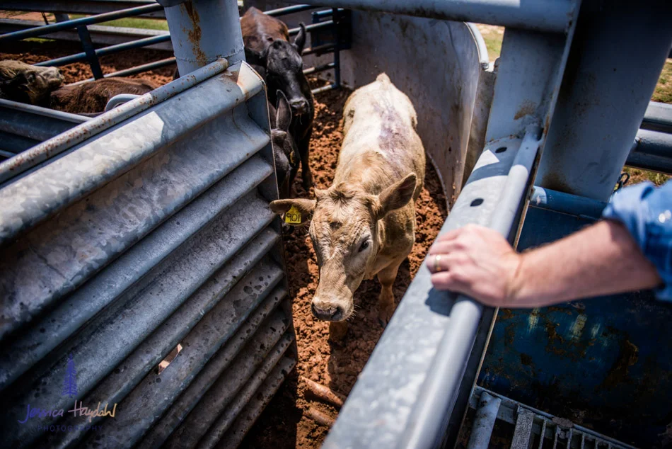 ranch_life_72