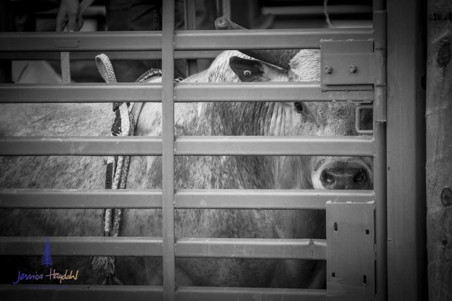 Bullarama_Richardson_2016_web-17