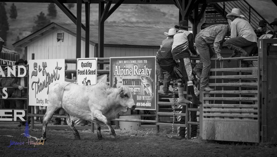 Bullarama_Richardson_2016_web-35
