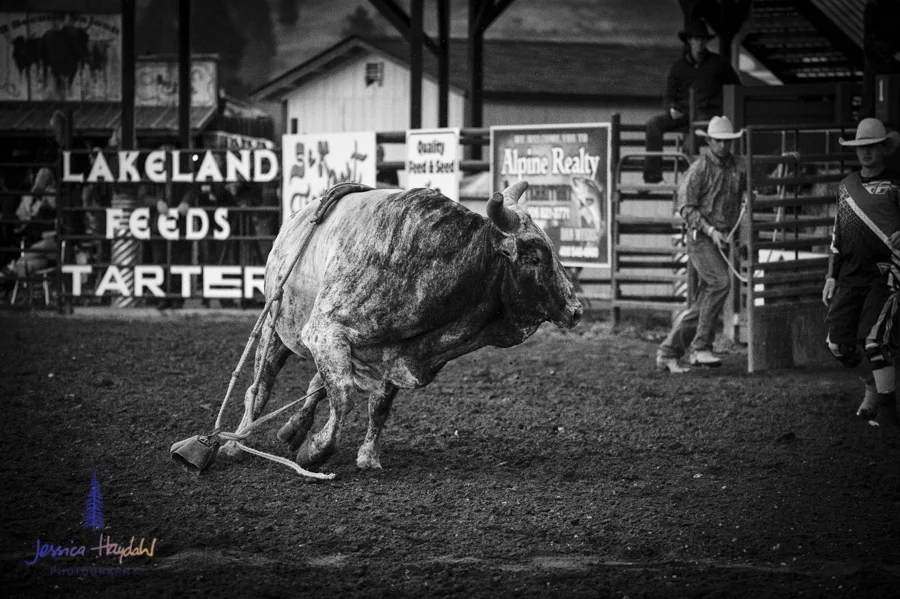 Bullarama_Richardson_2016_web-56