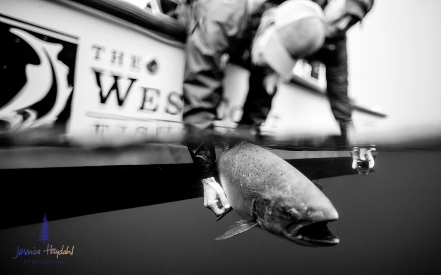 FFK_website_2016-7