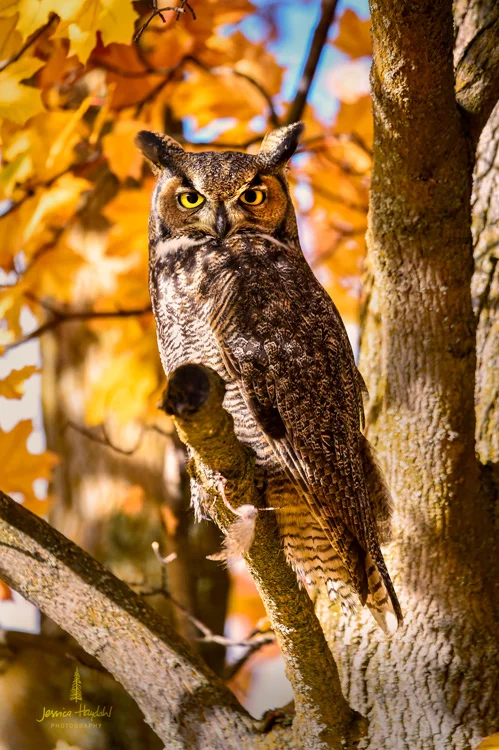 owl_stevensville_2016_1web.jpg