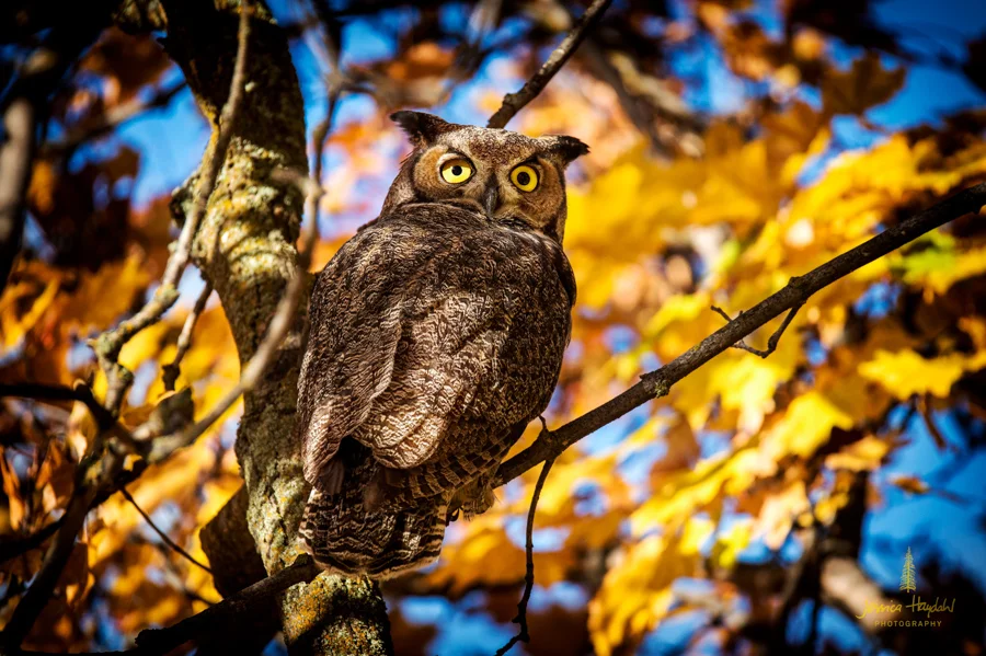 owl_stevensville_2016_2web.jpg