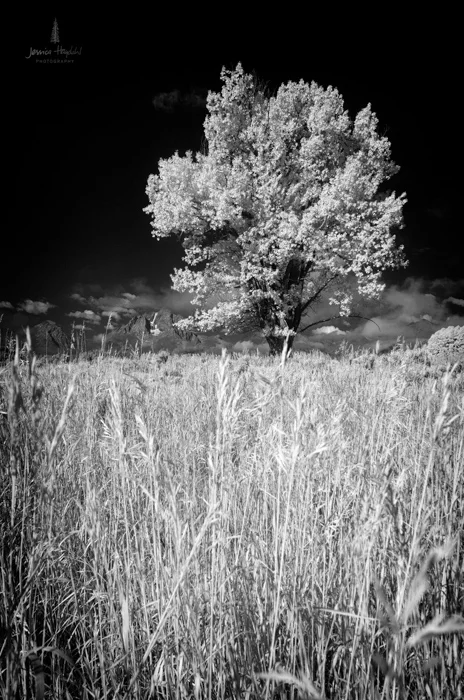 teton_infrared_2016_3web.jpg