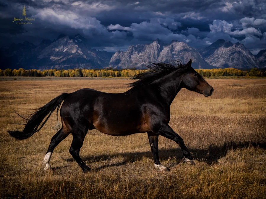 tetons_2016_21web.jpg
