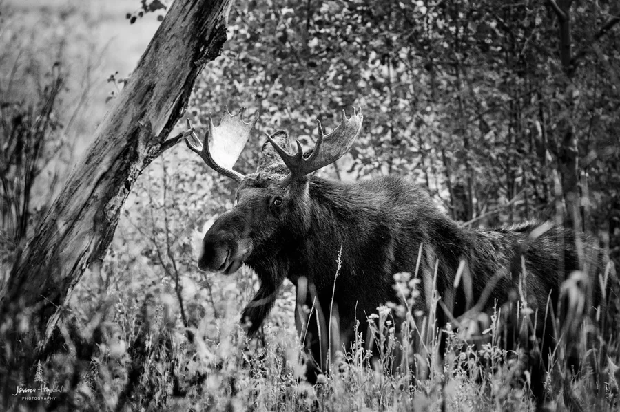 tetons_2016_41web.jpg