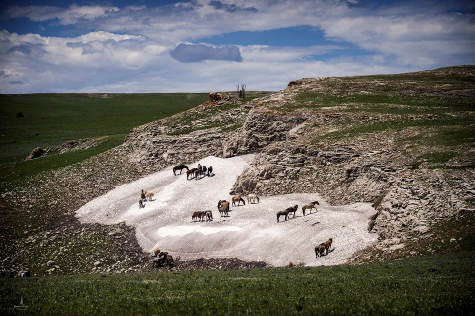 wild_horse_range_june_2017_10web.jpg