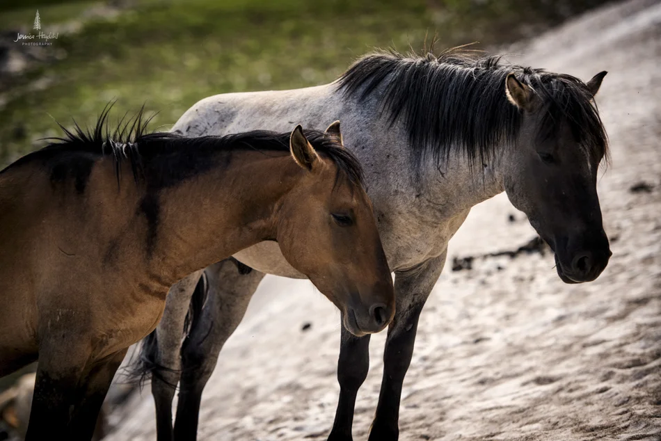 wild_horse_range_june_2017_119web.jpg