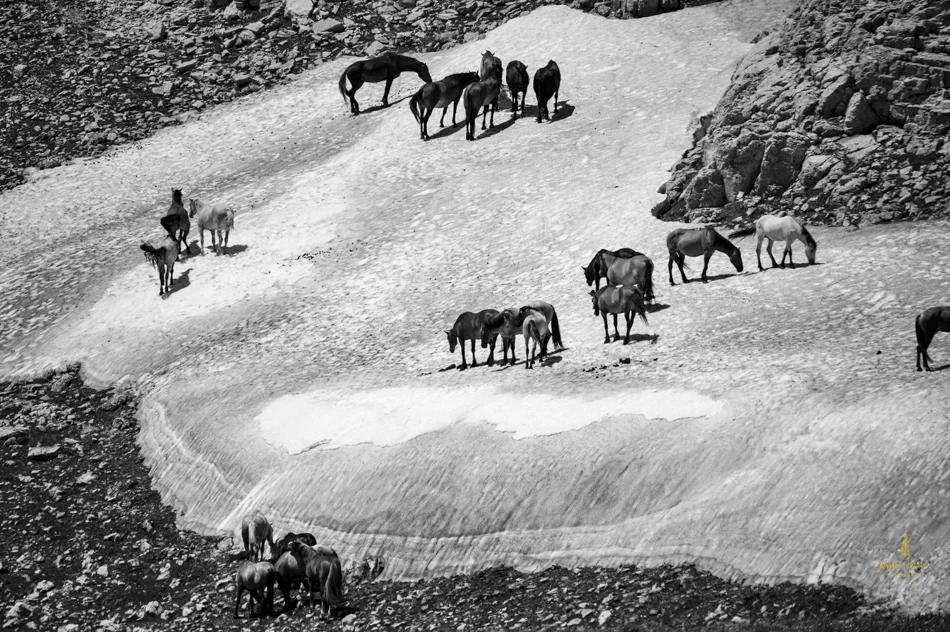 wild_horse_range_june_2017_11web-1.jpg