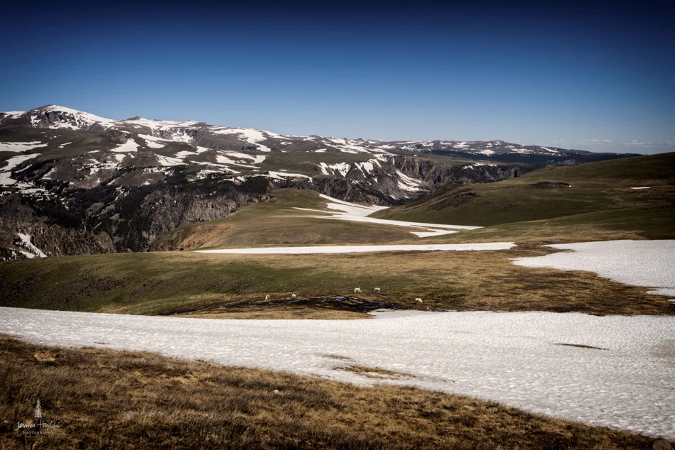 wild_horse_range_june_2017_154web.jpg