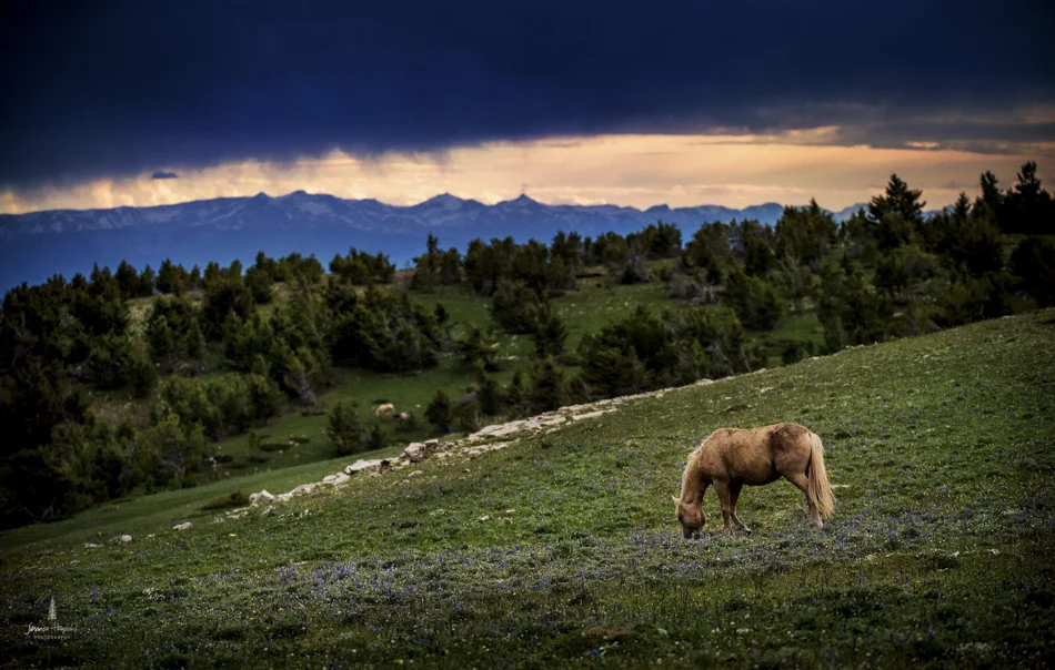 wild_horse_range_june_2017_15web.jpg