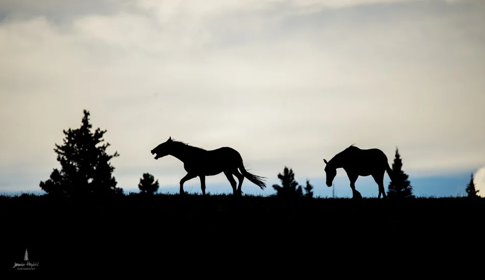wild_horse_range_june_2017_16web.jpg