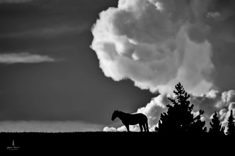 wild_horse_range_june_2017_19web.jpg