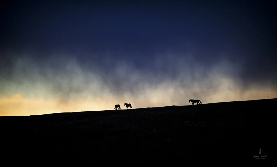 wild_horse_range_june_2017_1web.jpg