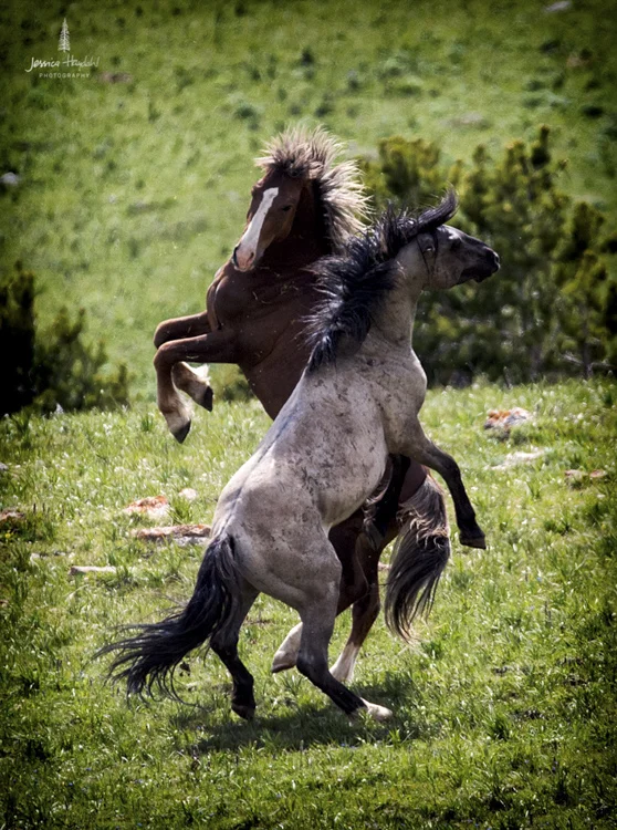 wild_horse_range_june_2017_28web.jpg