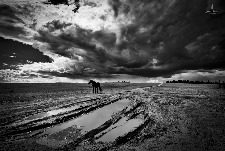 wild_horse_range_june_2017_2web.jpg