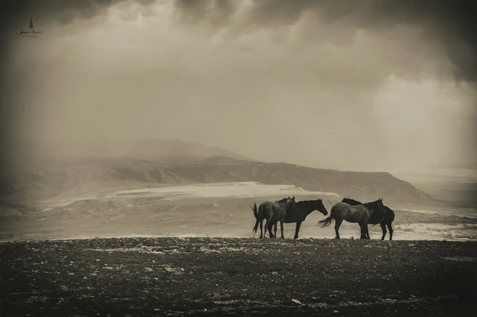 wild_horse_range_june_2017_33web.jpg