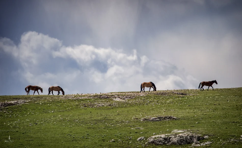 wild_horse_range_june_2017_35web.jpg