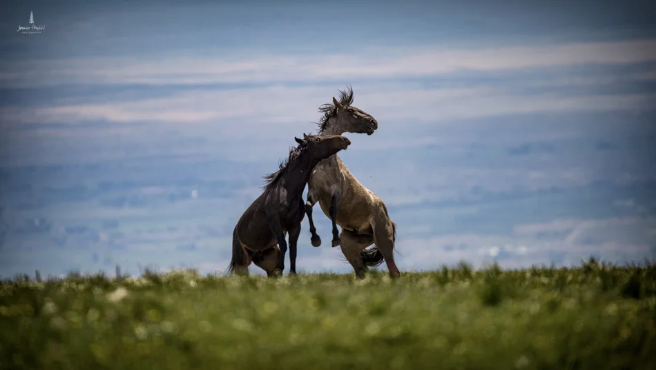 wild_horse_range_june_2017_37web.jpg