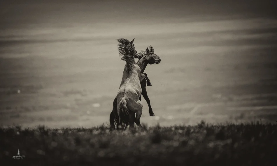 wild_horse_range_june_2017_38web.jpg