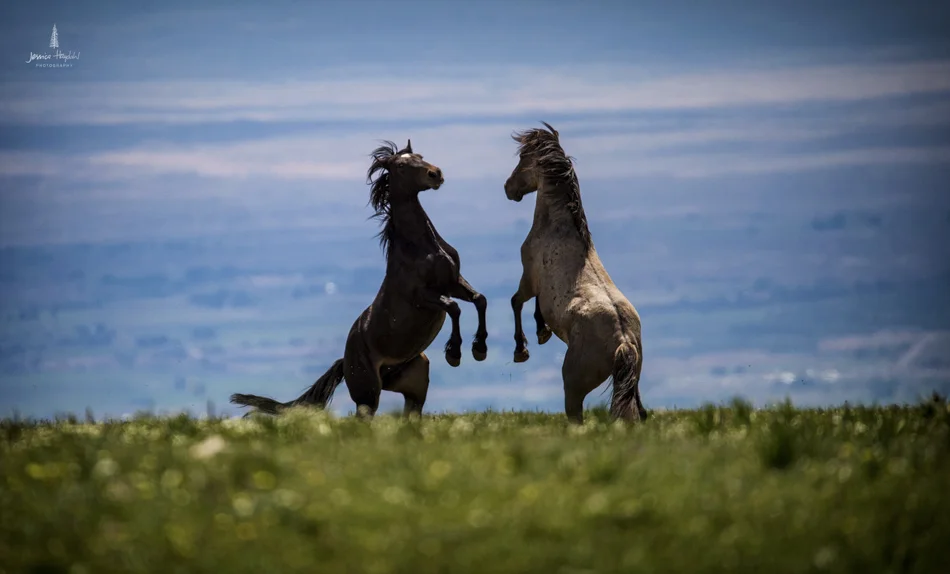 wild_horse_range_june_2017_3web.jpg