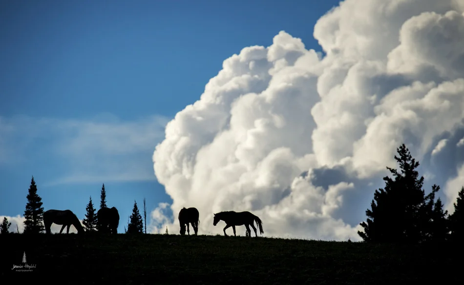 wild_horse_range_june_2017_43web.jpg
