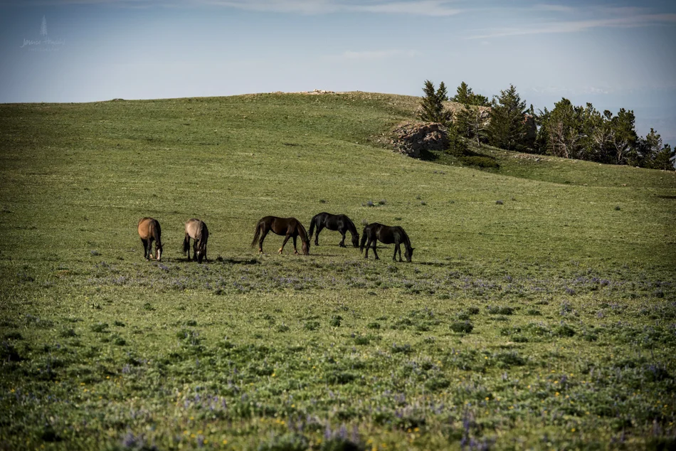 wild_horse_range_june_2017_53web.jpg