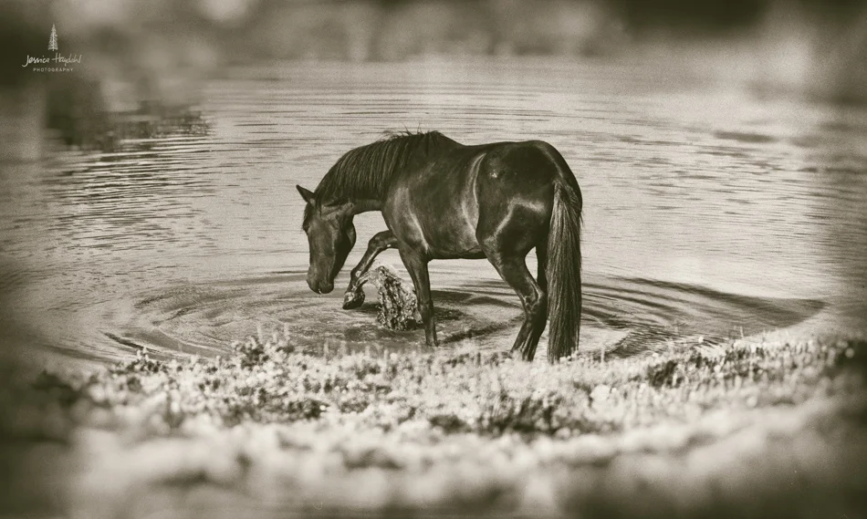 wild_horse_range_june_2017_59web.jpg