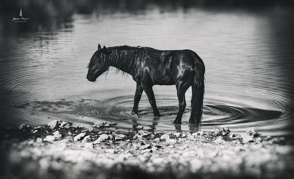 wild_horse_range_june_2017_62web.jpg
